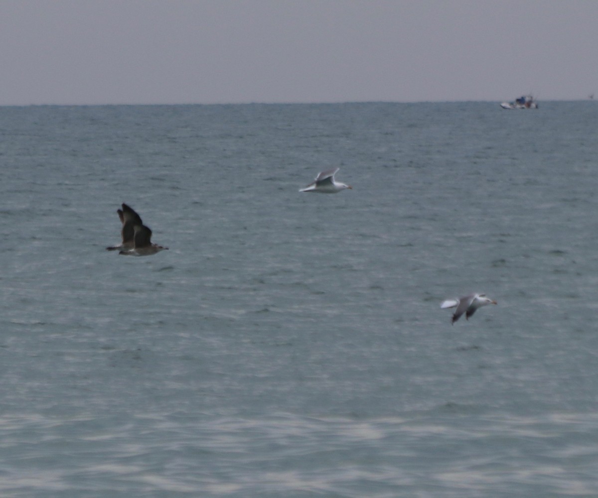 Audouin's Gull - ML126210971