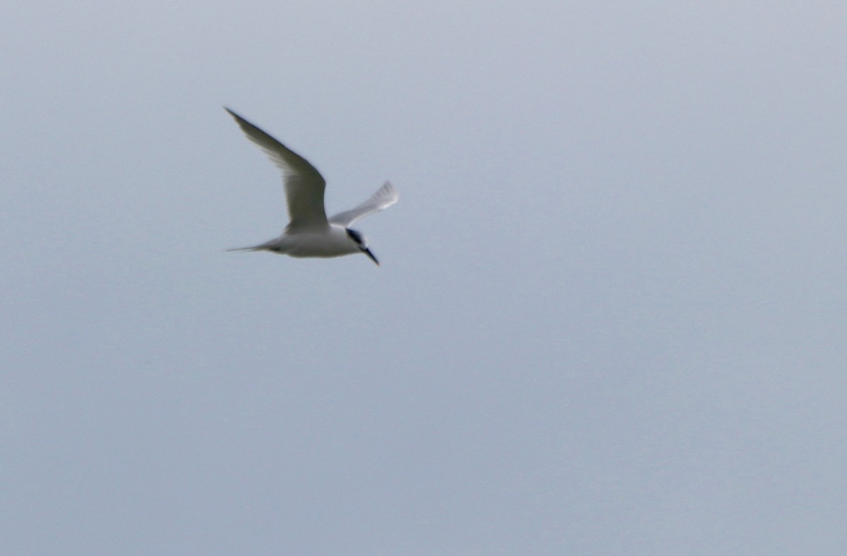 Sandwich Tern - ML126210981