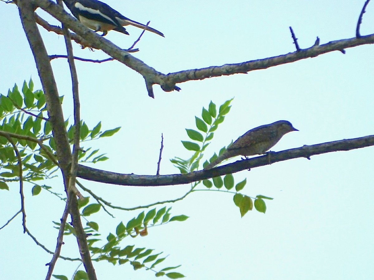 Eurasian Wryneck - Mohammed Rinaz.m