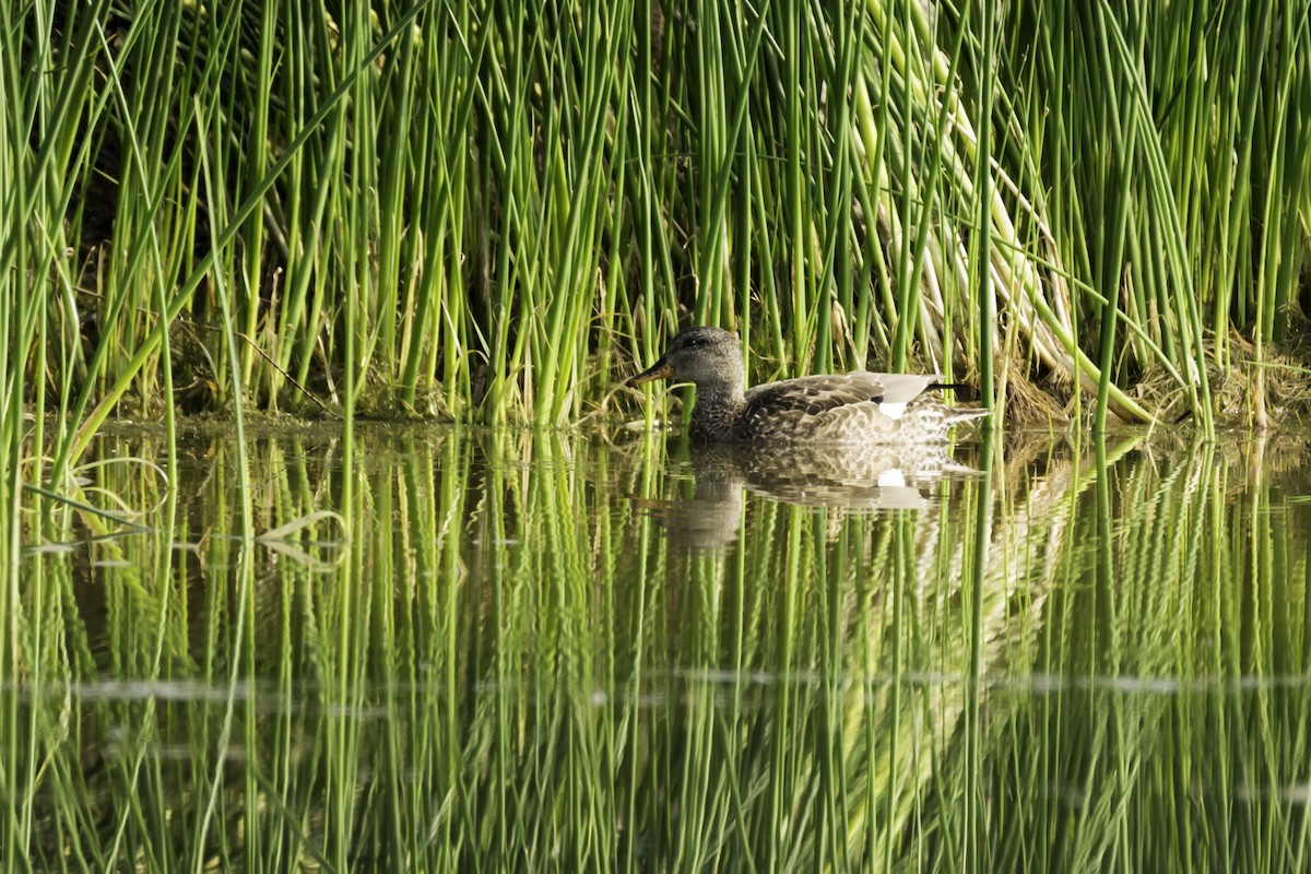 Gadwall - ML126211441