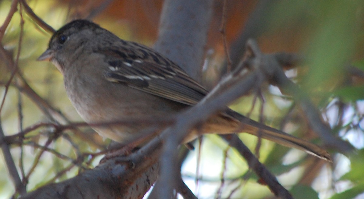 Golden-crowned Sparrow - ML126212201