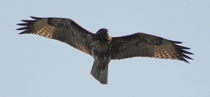 Red-tailed Hawk - ML126212361