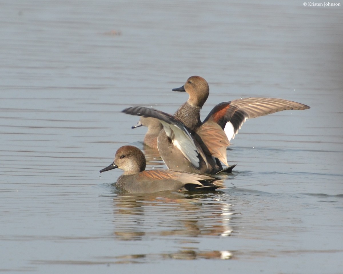 Gadwall - Kristen Johnson