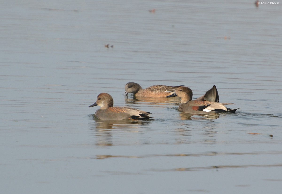 Gadwall - Kristen Johnson