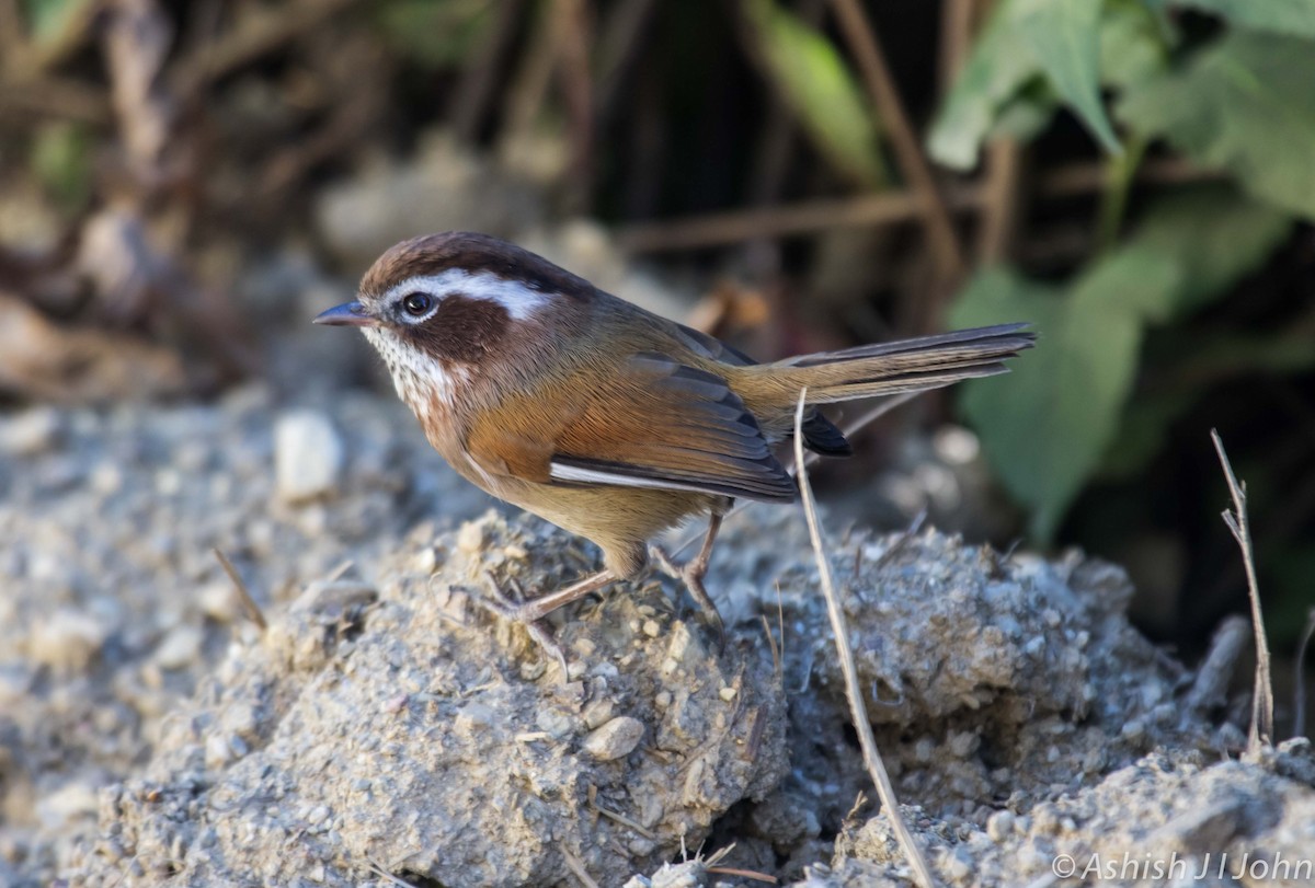 White-browed Fulvetta - Ashish John