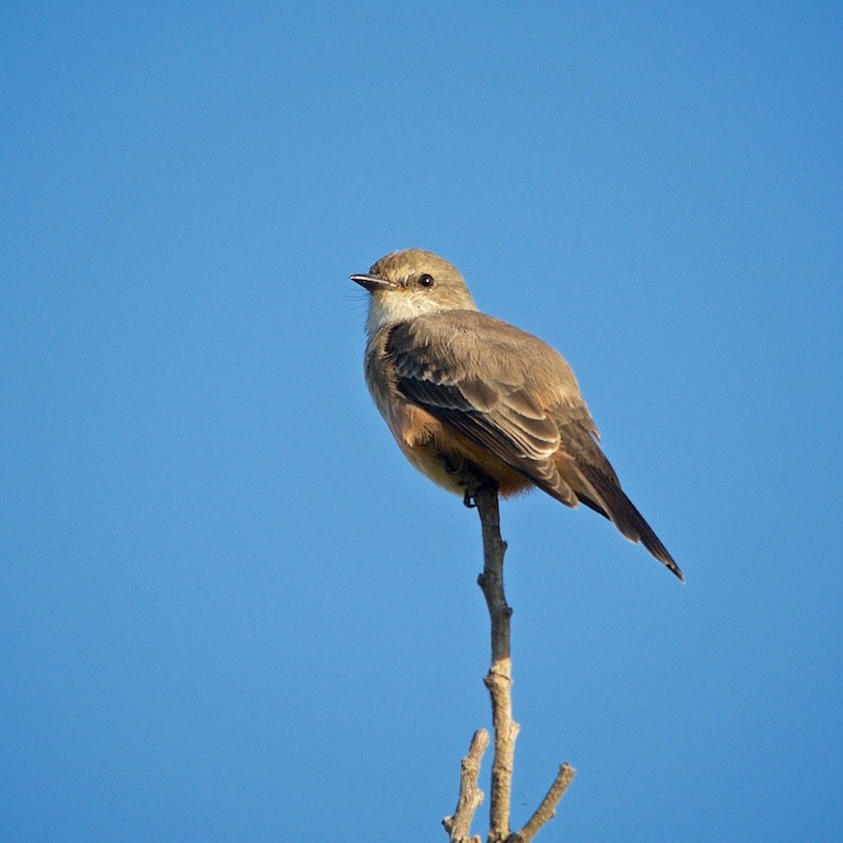 Vermilion Flycatcher - ML126215411