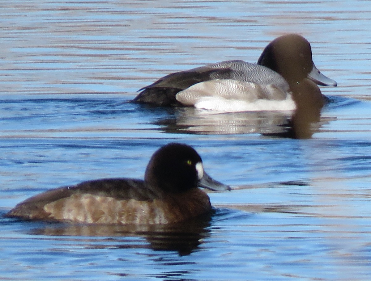 Greater Scaup - ML126216411