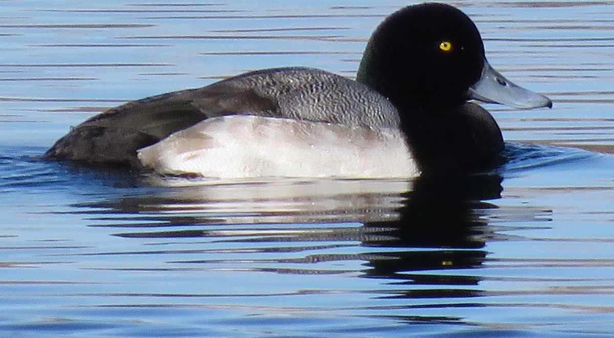 Greater Scaup - ML126216421