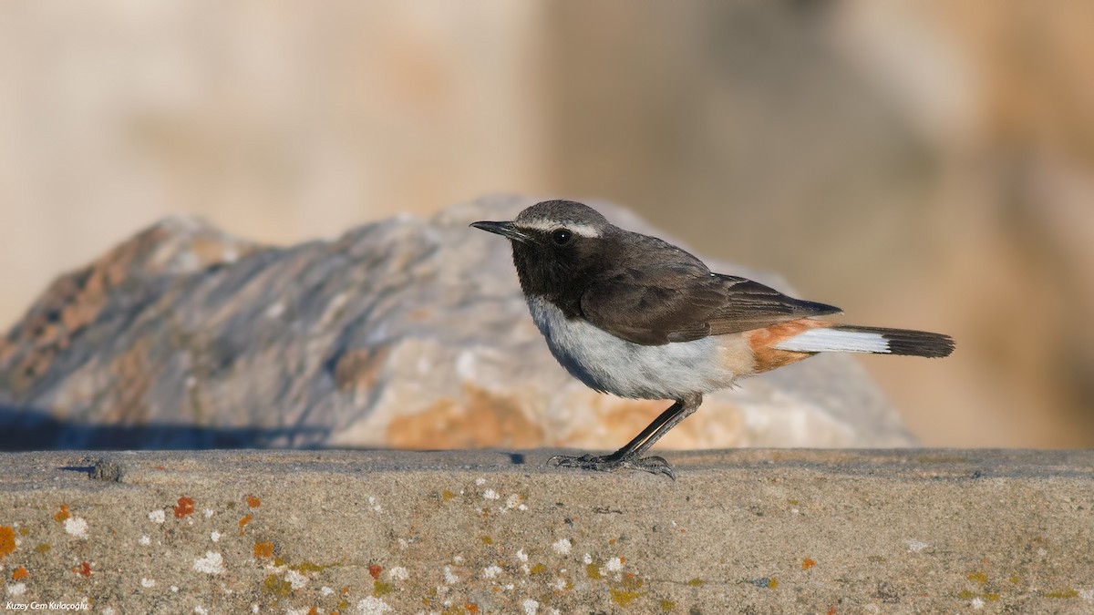 Kurdish Wheatear - Kuzey Cem Kulaçoğlu