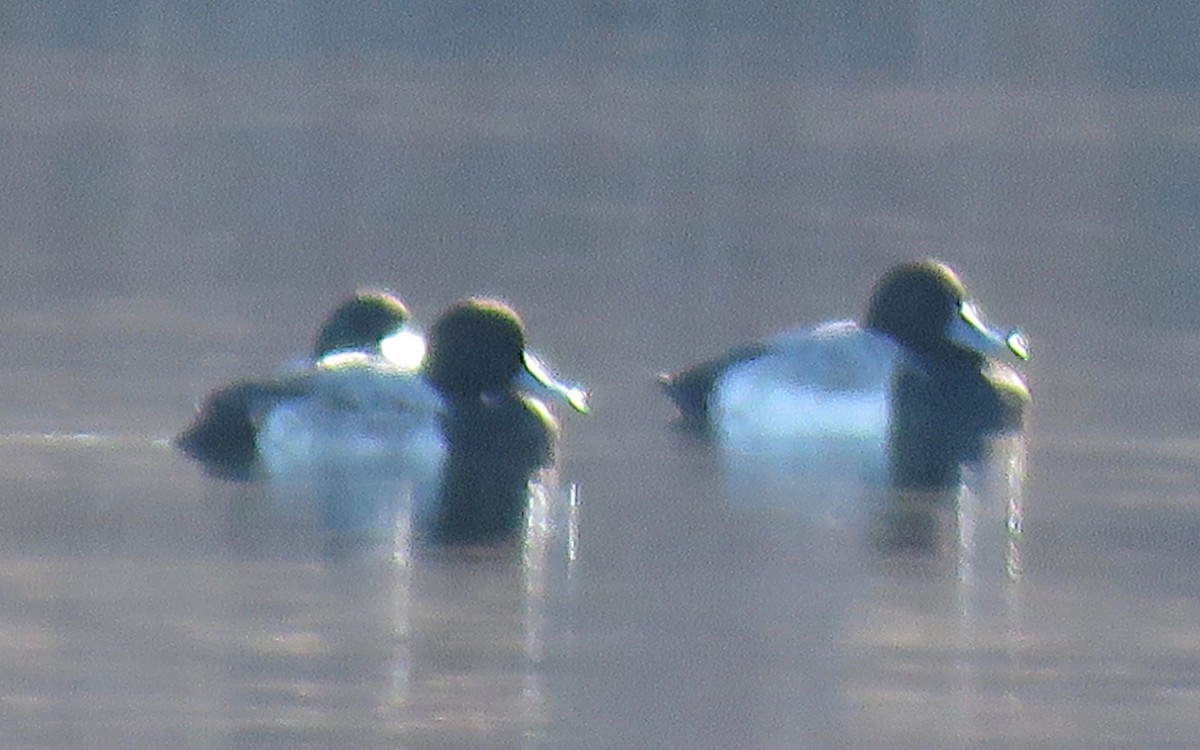 Greater Scaup - ML126217971