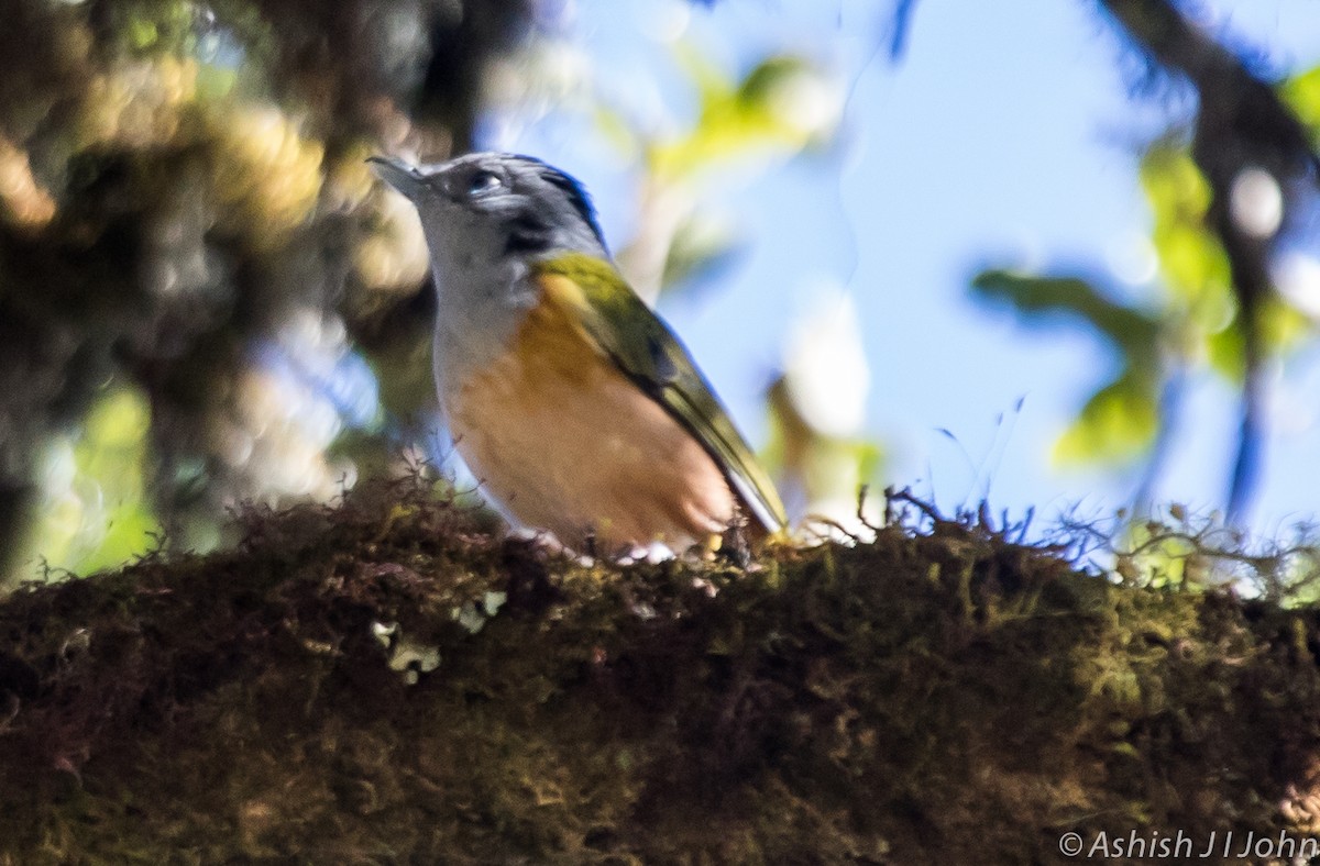 Rotbauch-Würgervireo - ML126220721