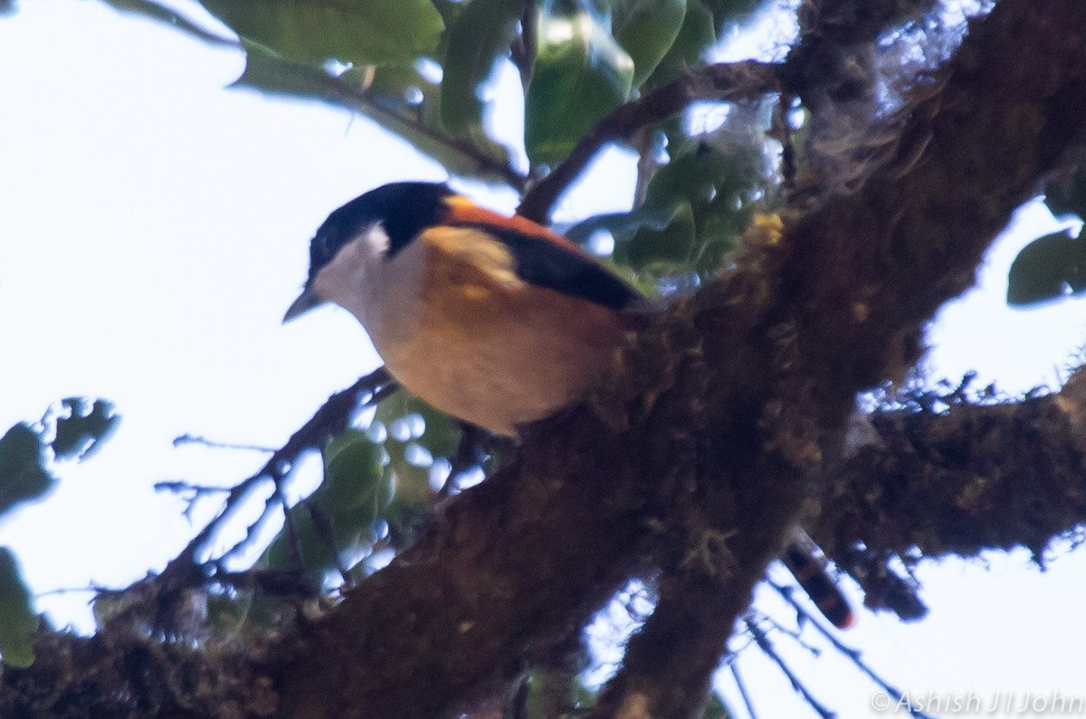 Rotbauch-Würgervireo - ML126220891