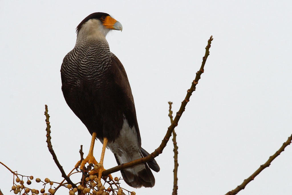 Crested Caracara (Southern) - Jose Luis Blázquez