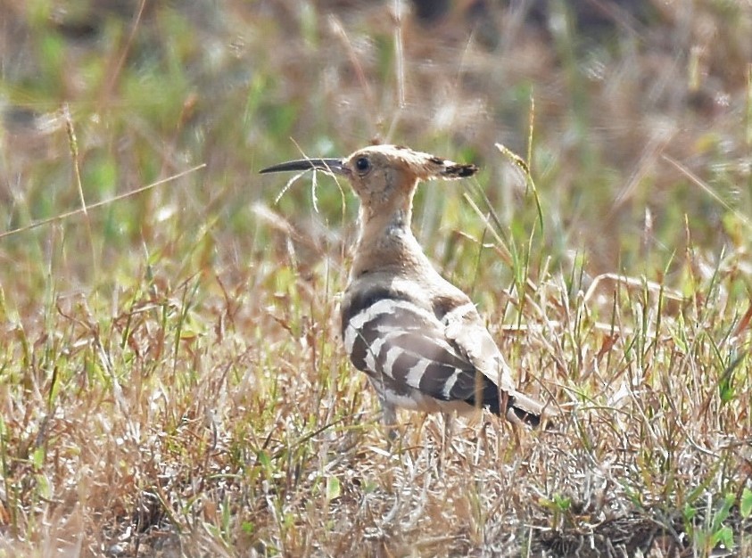 Eurasian Hoopoe - Sajeev Krishnan