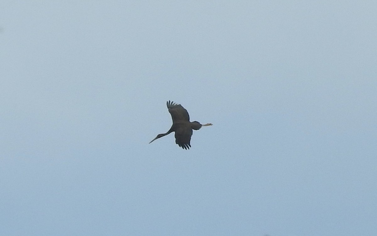 Black Stork - ML126223451