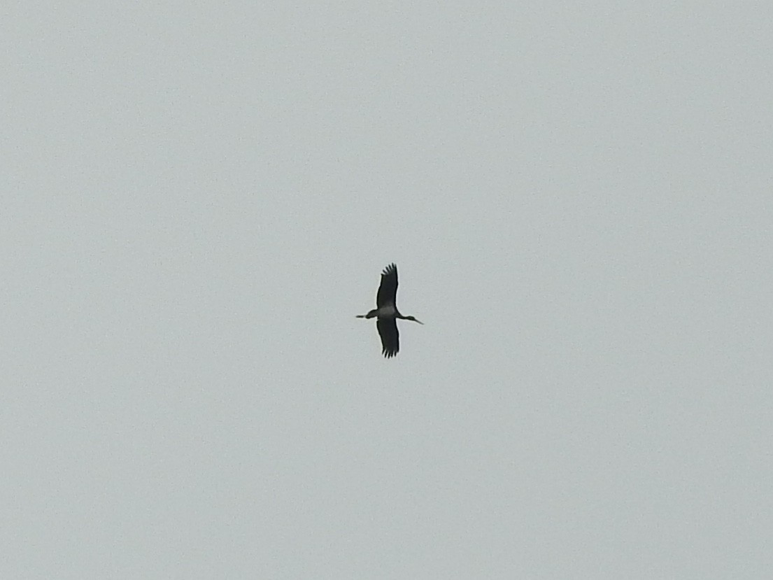 Black Stork - ML126223461