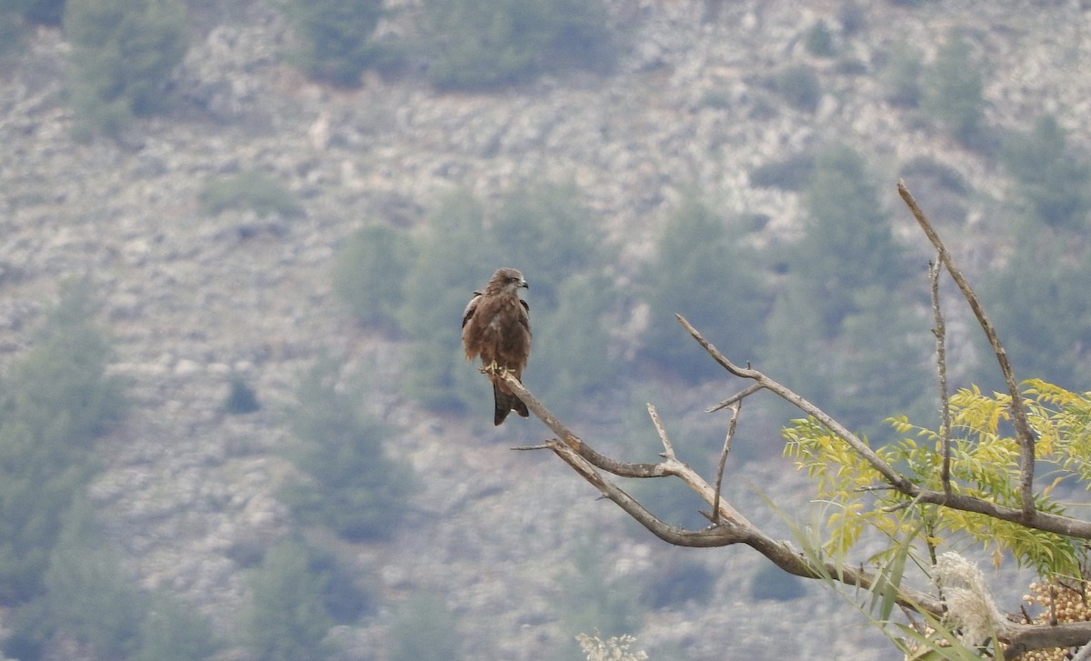 Black Kite - ML126224551