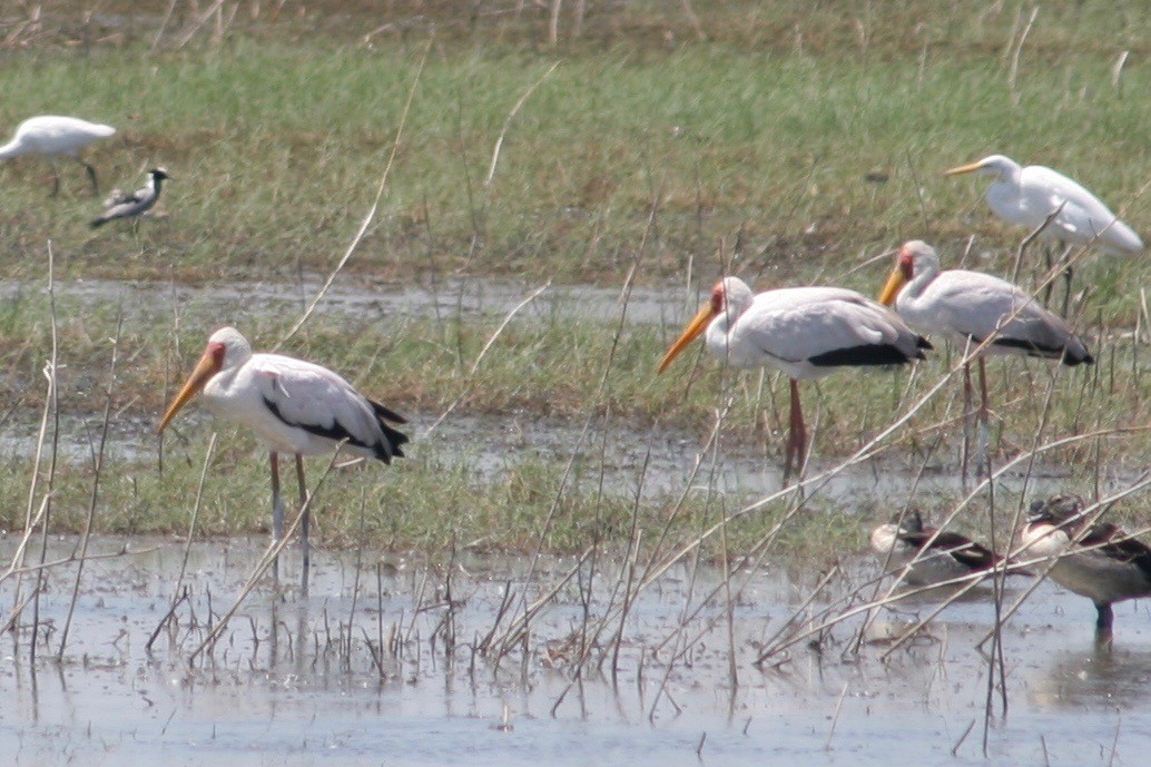 Yellow-billed Stork - ML126225281