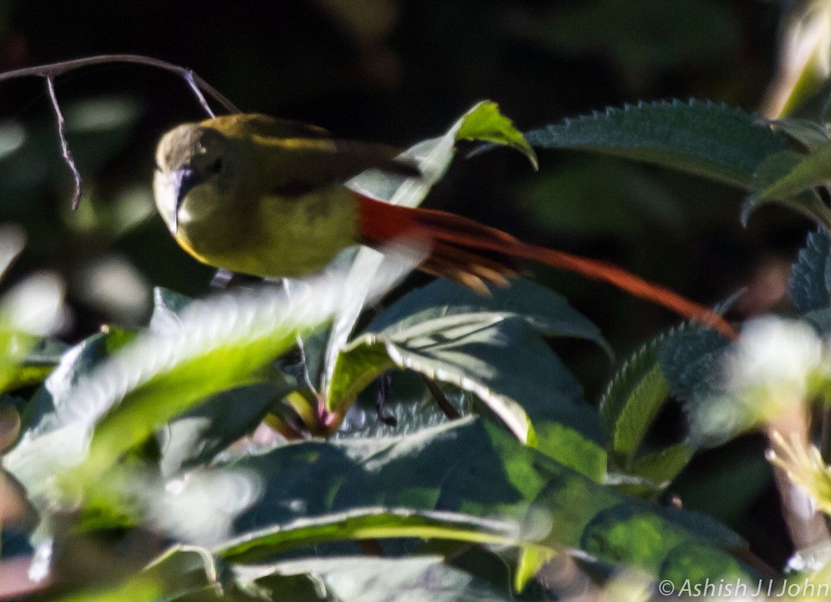 Fire-tailed Sunbird - ML126225681