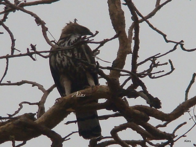 Changeable Hawk-Eagle (Crested) - ML126226141