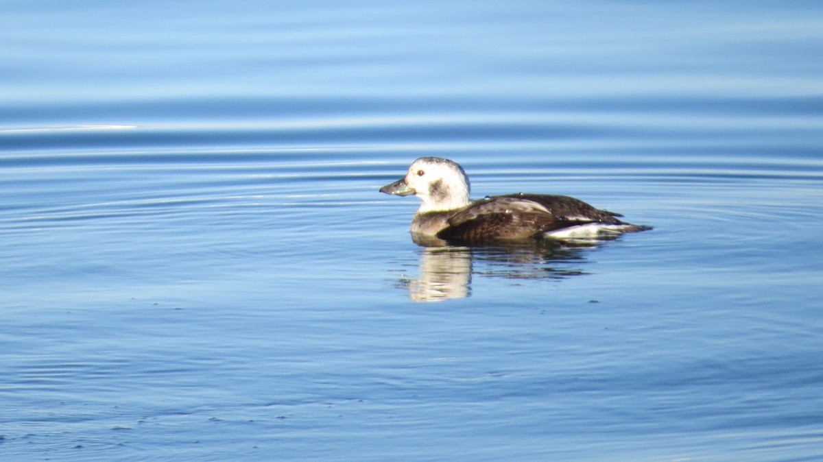 Long-tailed Duck - ML126226231