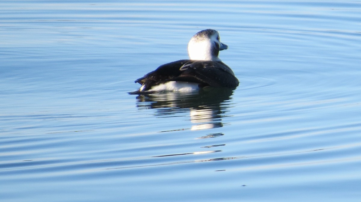 Long-tailed Duck - ML126226251