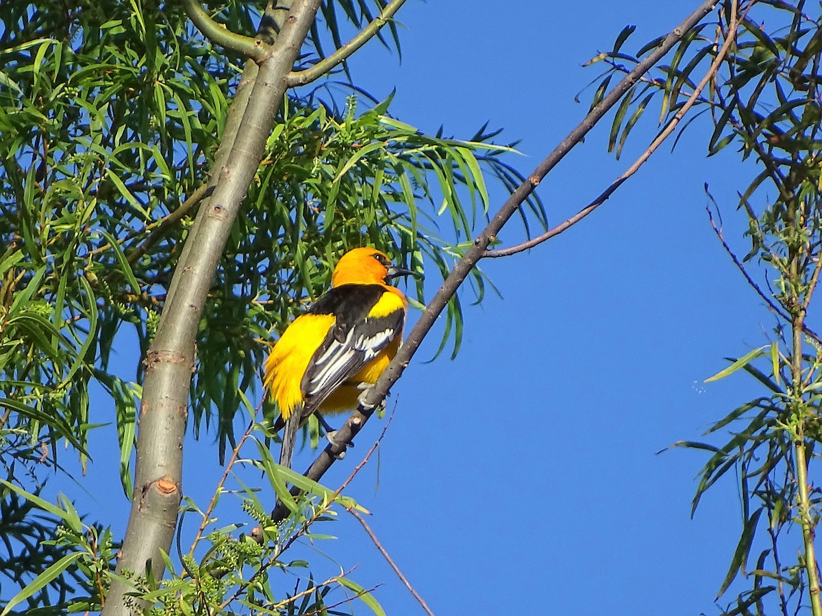 Oriole à gros bec - ML126228381