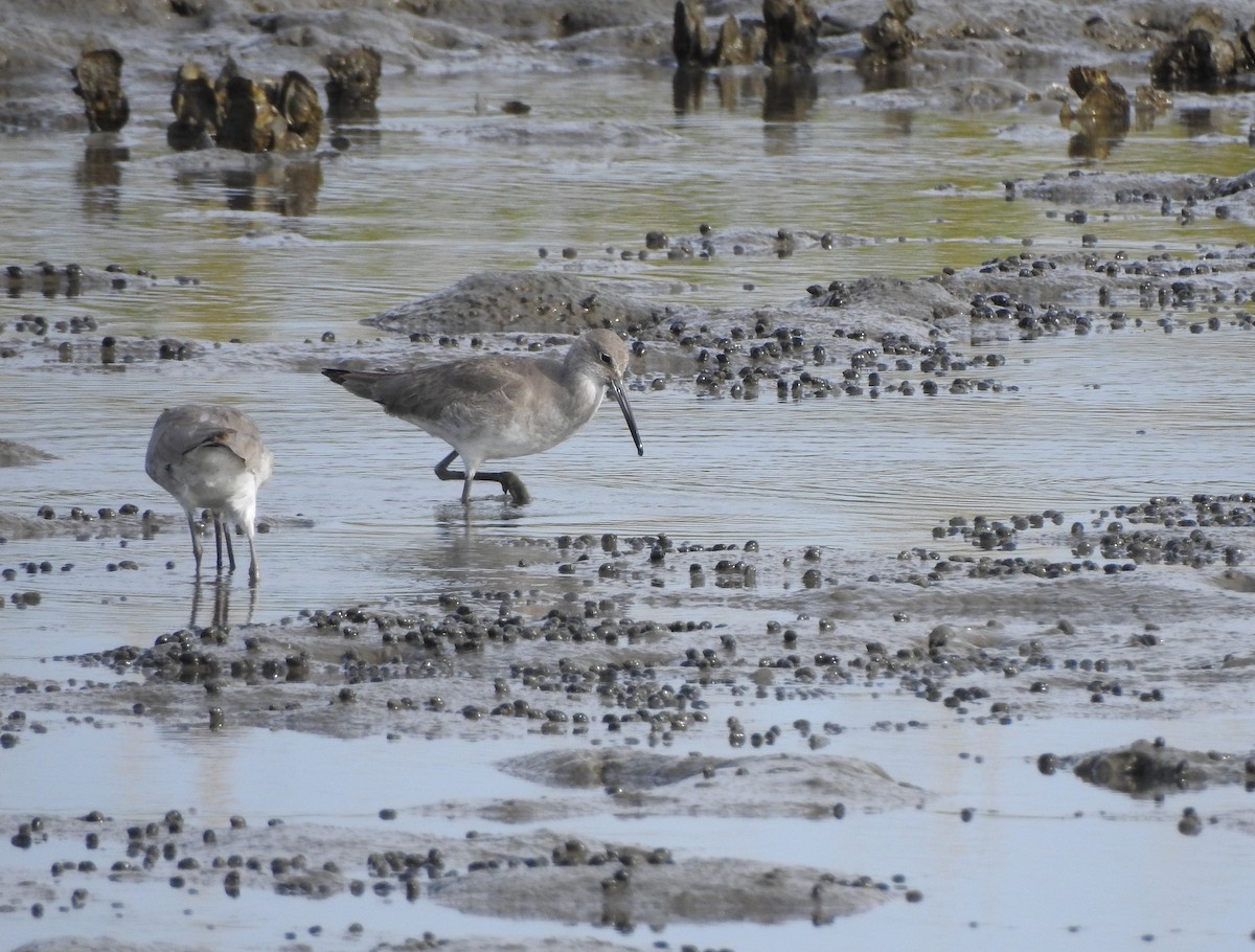 Willet - ML126229651