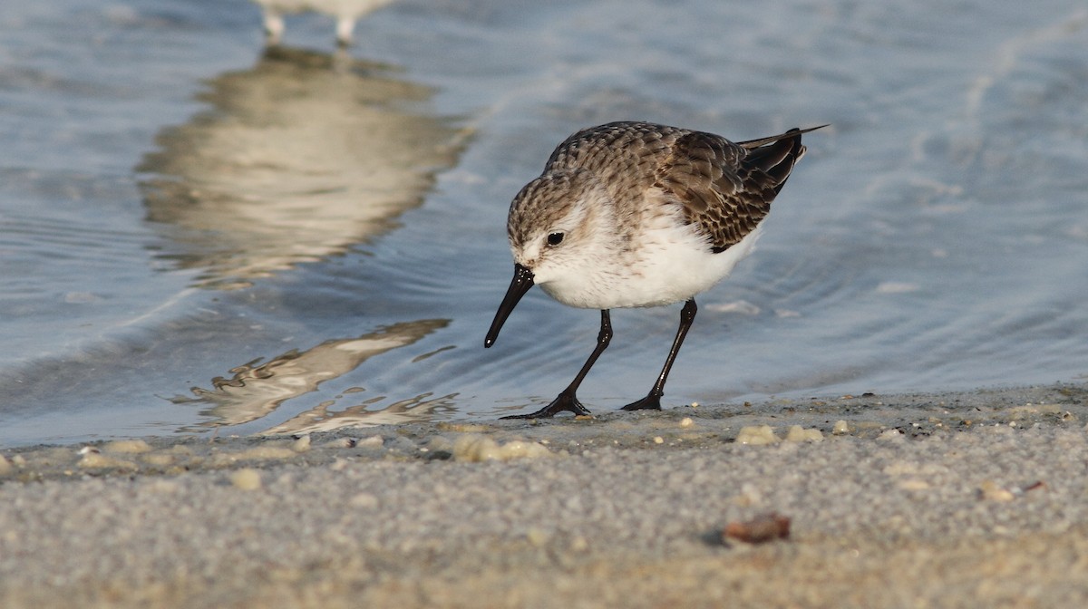 Western Sandpiper - Vince Capp