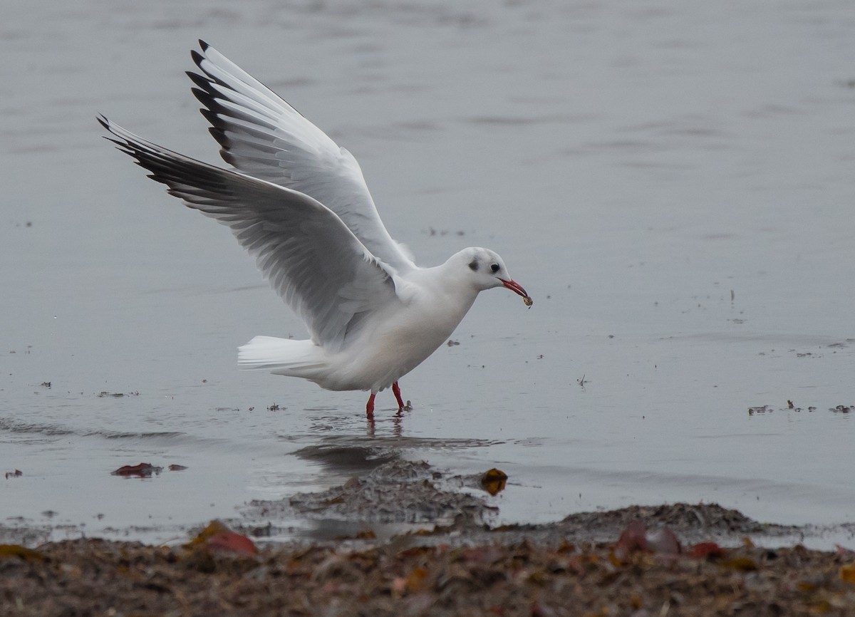 Black-headed Gull - Peggy Scanlan