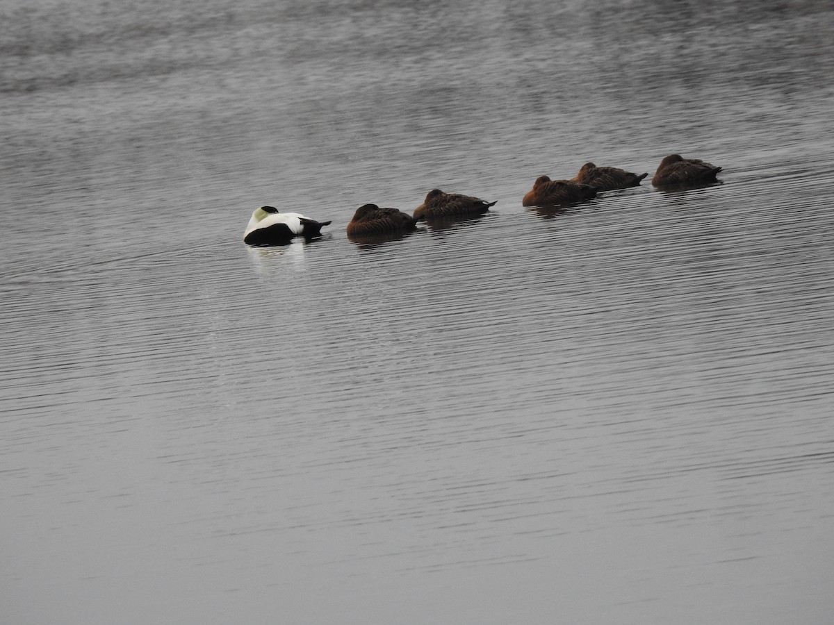 Common Eider - ML126234431