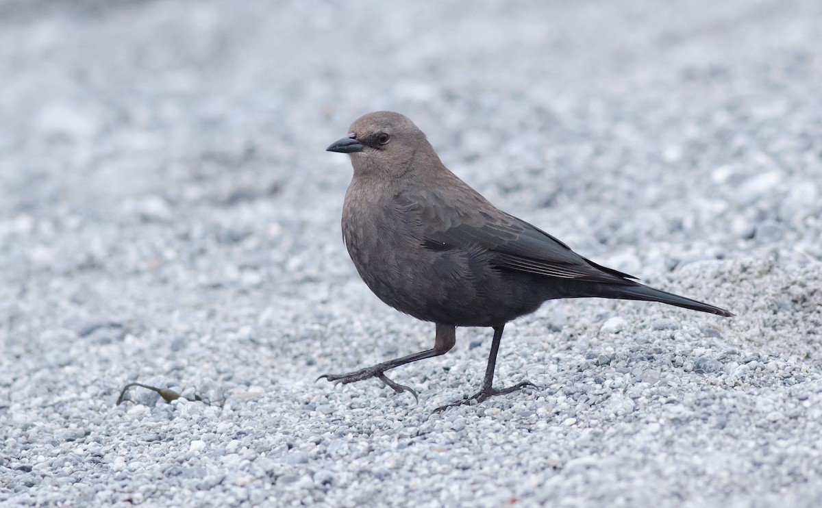 Brewer's Blackbird - ML126236061