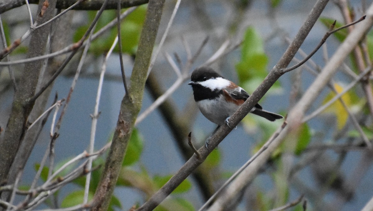 Chestnut-backed Chickadee - ML126238531