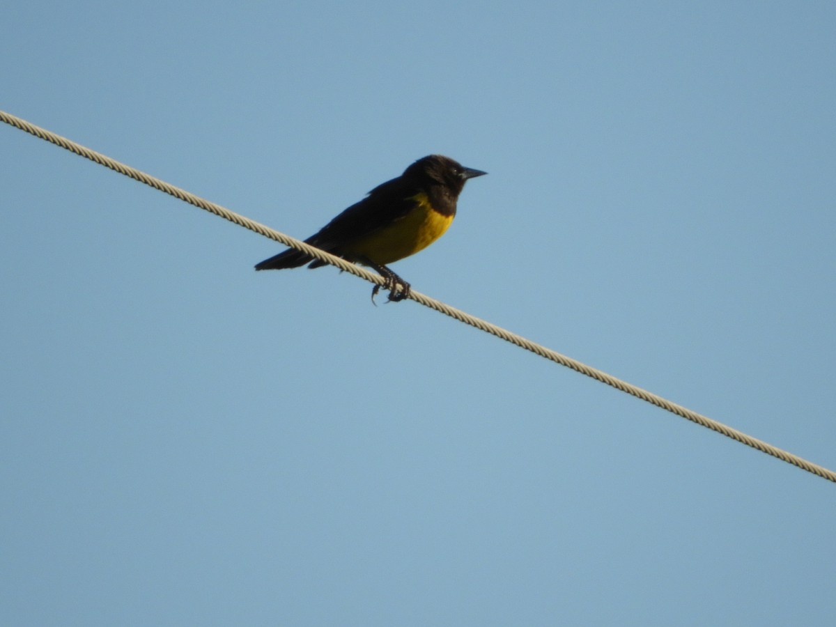 Yellow-rumped Marshbird - ML126238741