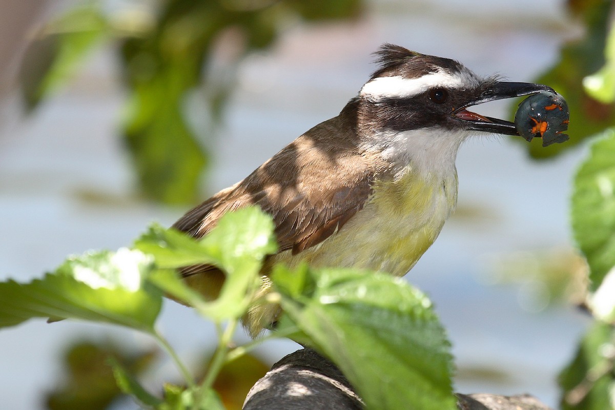 Great Kiskadee - Jose Luis Blázquez