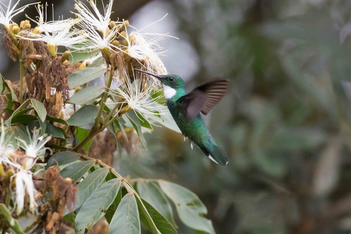 White-throated Hummingbird - ML126240321