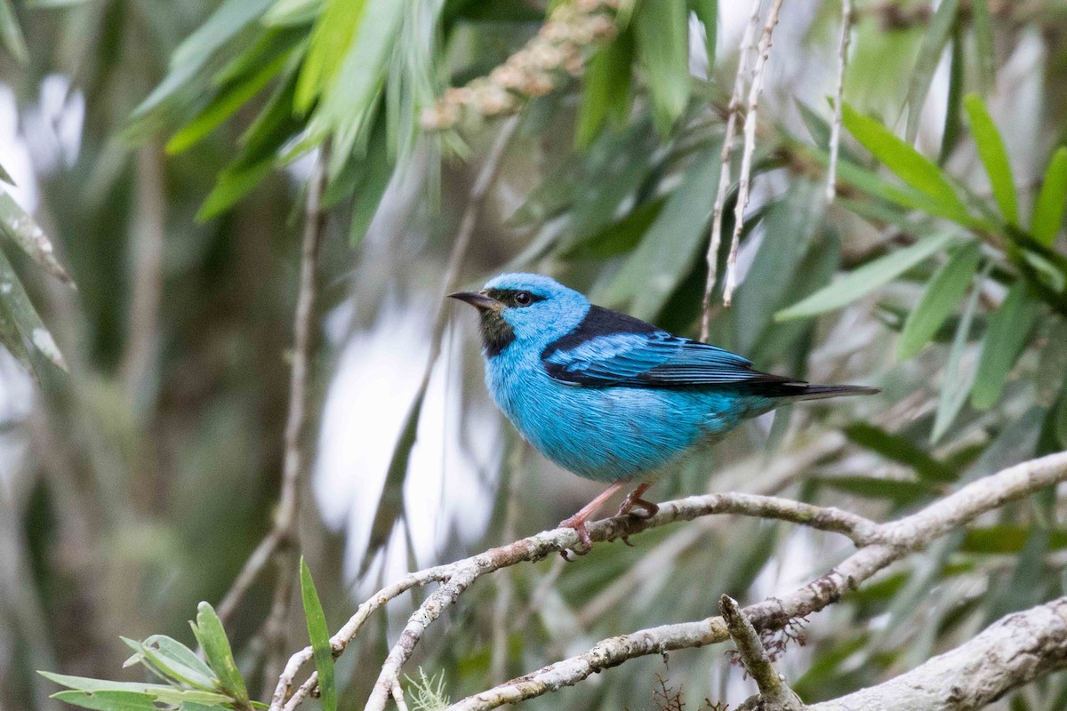 Blue Dacnis - ML126240361