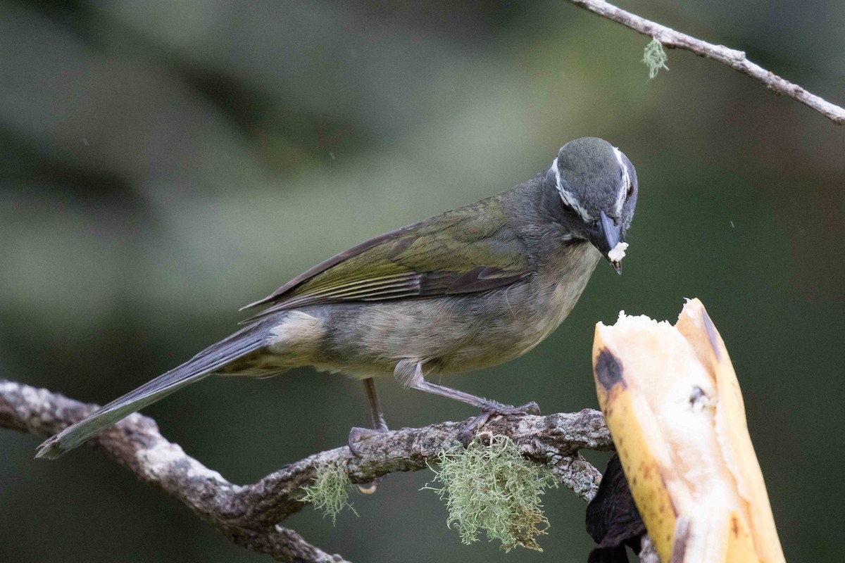 Green-winged Saltator - ML126240531