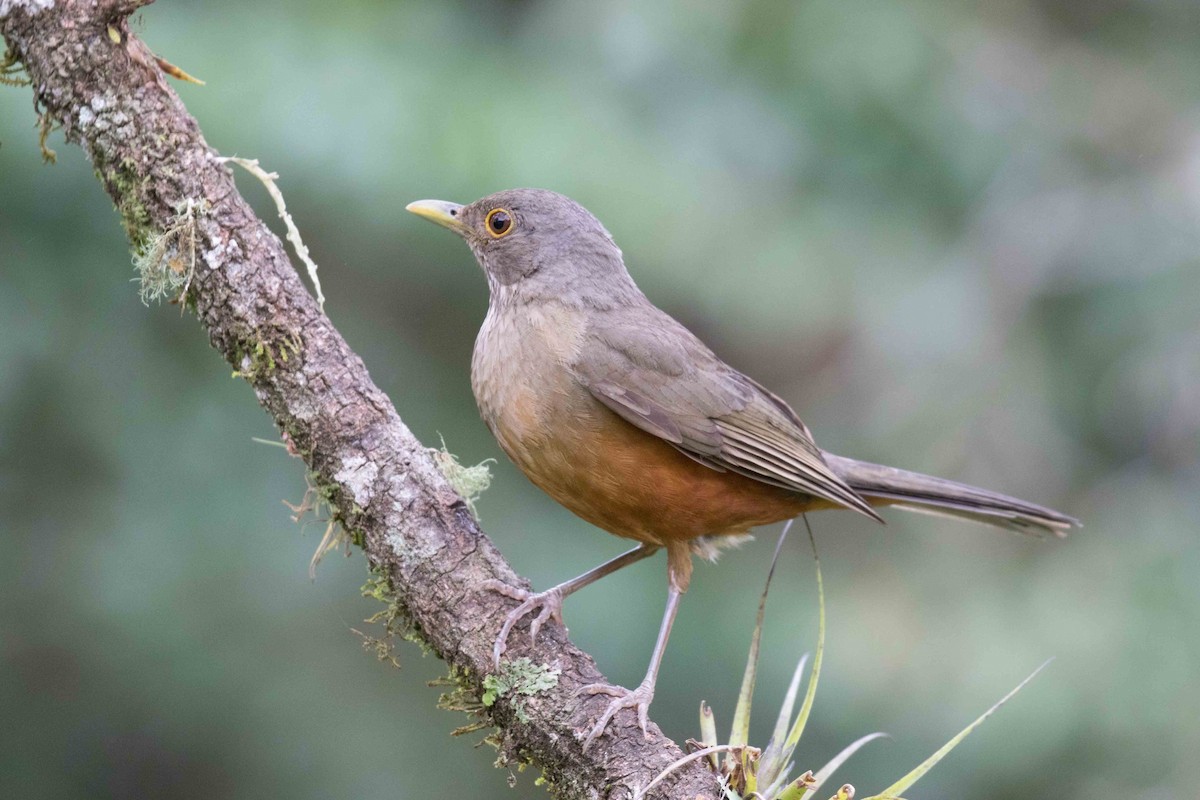 Rufous-bellied Thrush - ML126240801