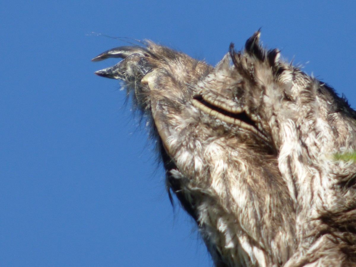 Common Potoo - Gaspar Borra