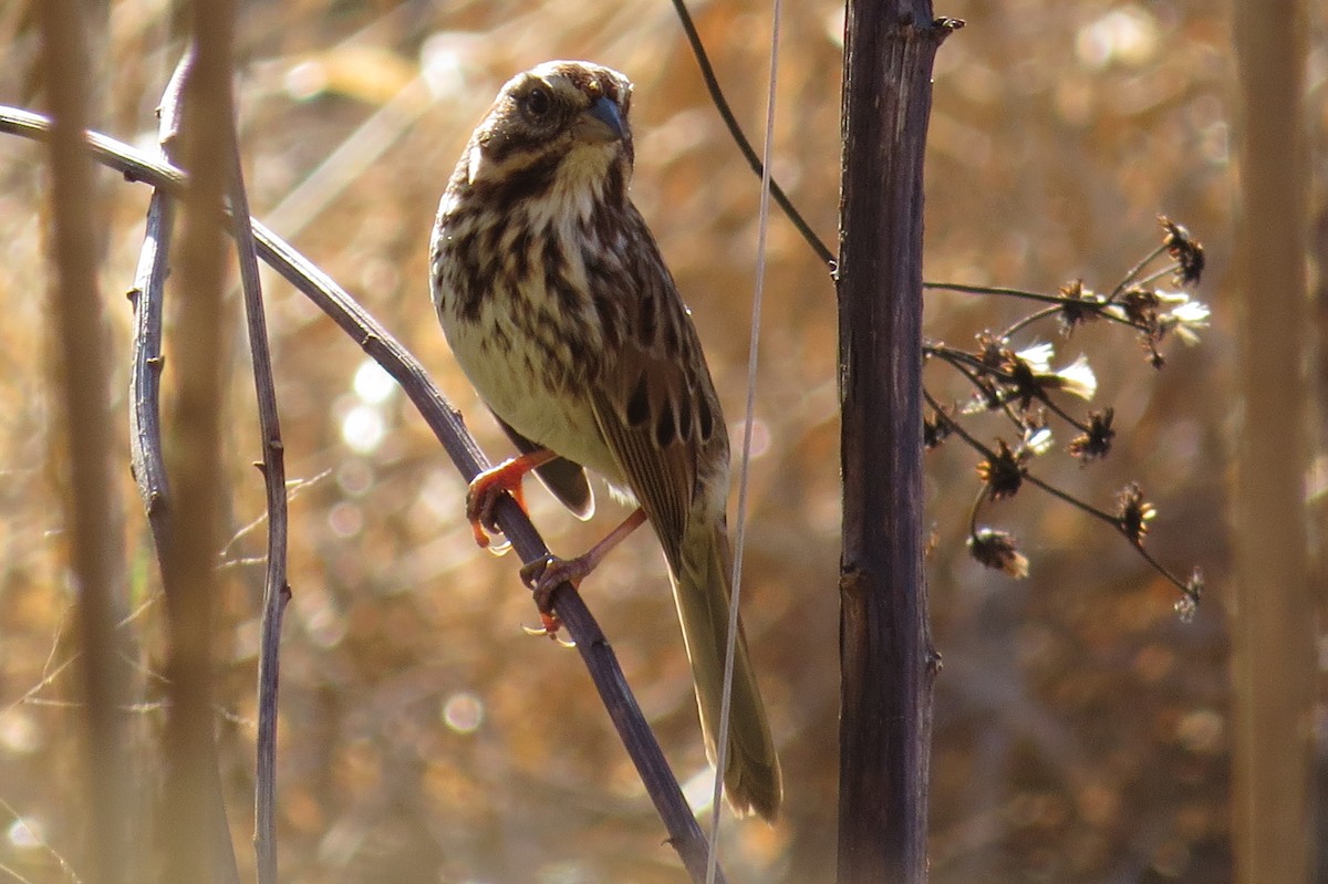 Song Sparrow - ML126241191