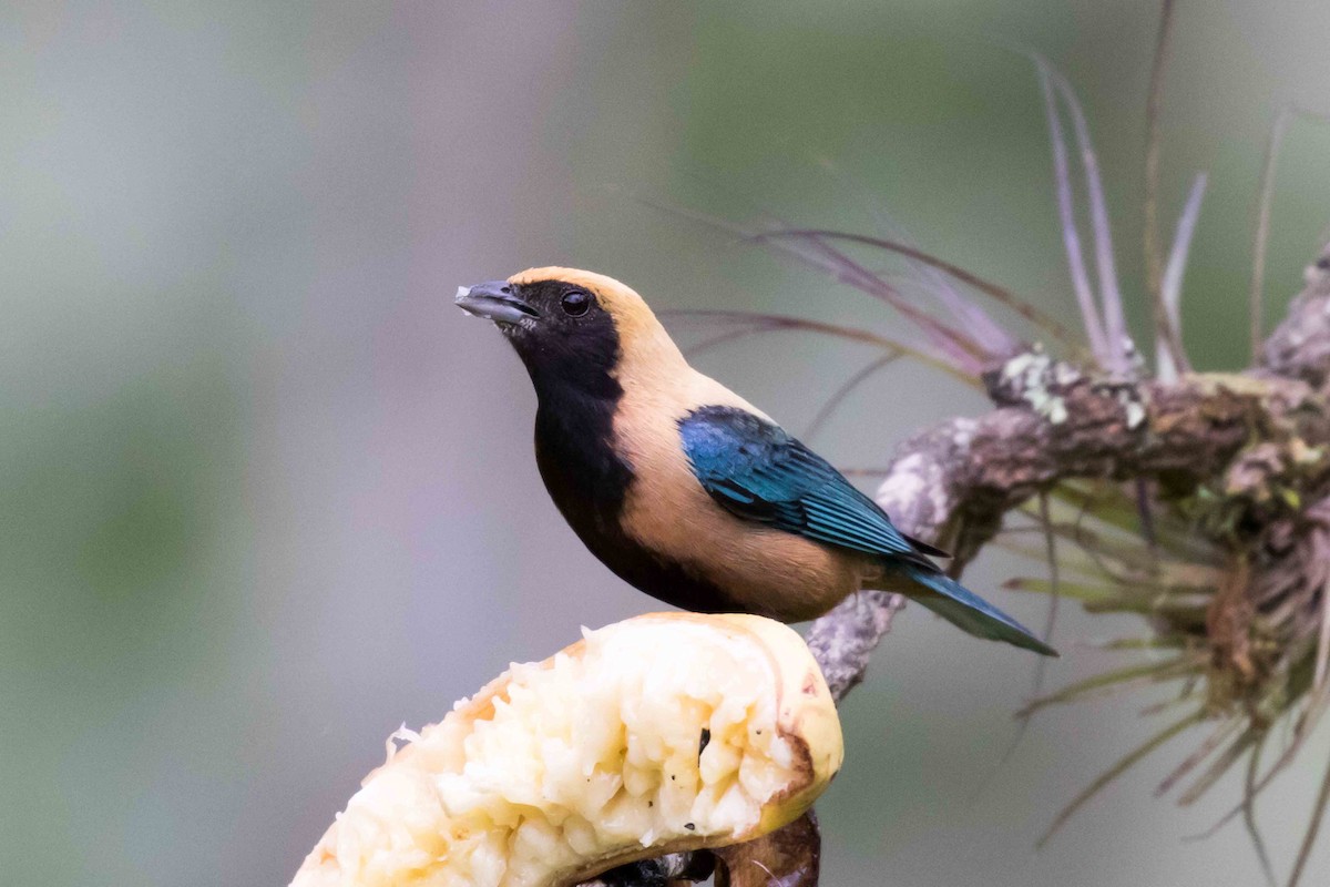 Burnished-buff Tanager - Linda Rudolph