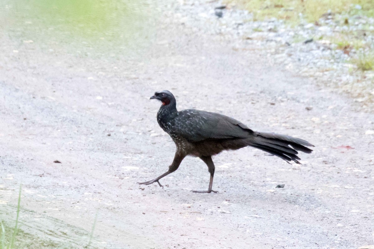 Dusky-legged Guan - Linda Rudolph