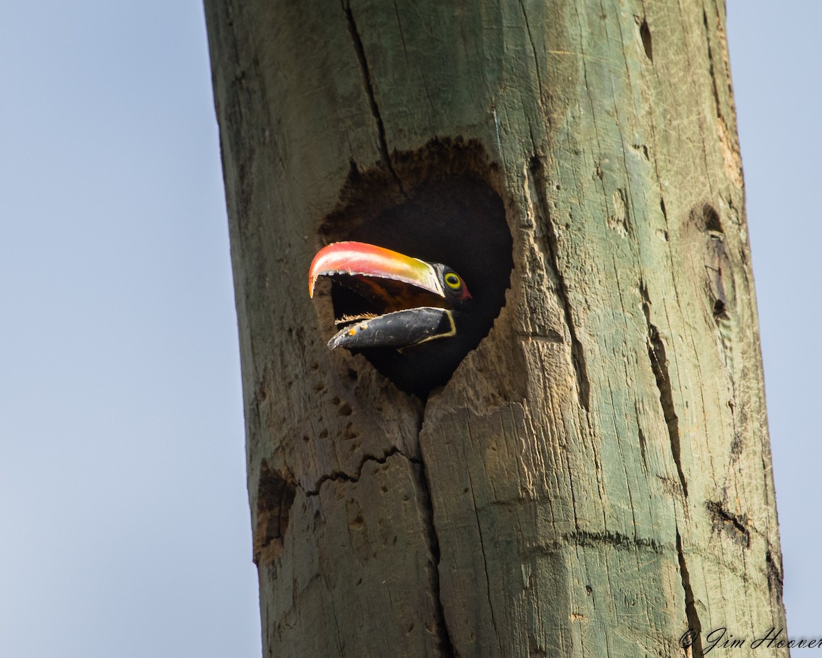 Fiery-billed Aracari - ML126242631