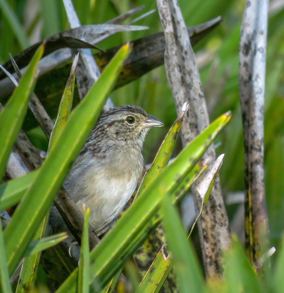 Bachman's Sparrow - ML126244321