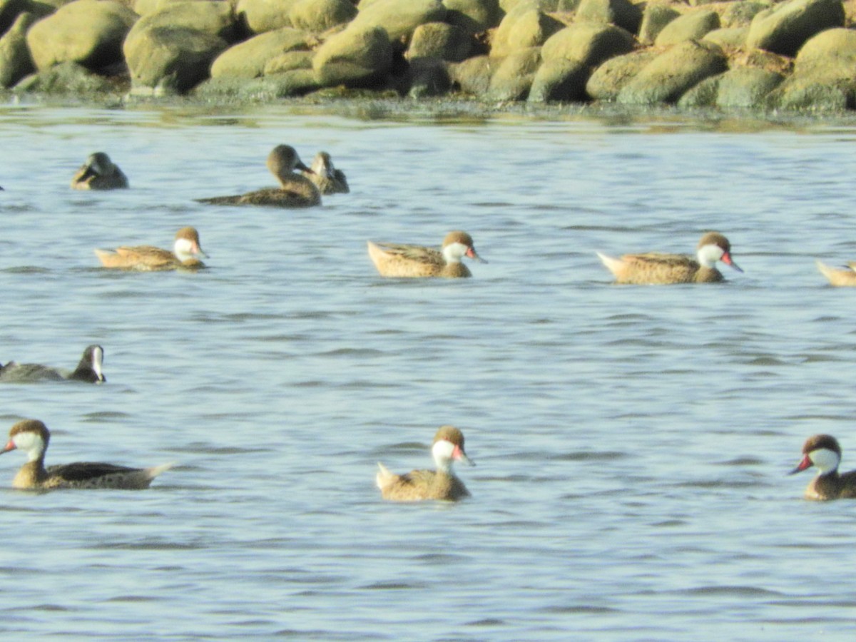 White-cheeked Pintail - Lisandro Moran