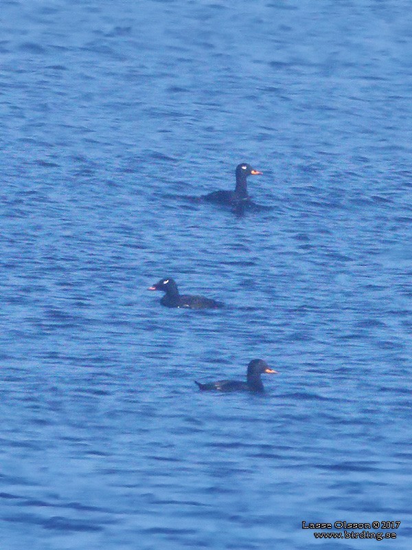 White-winged Scoter - ML126247211