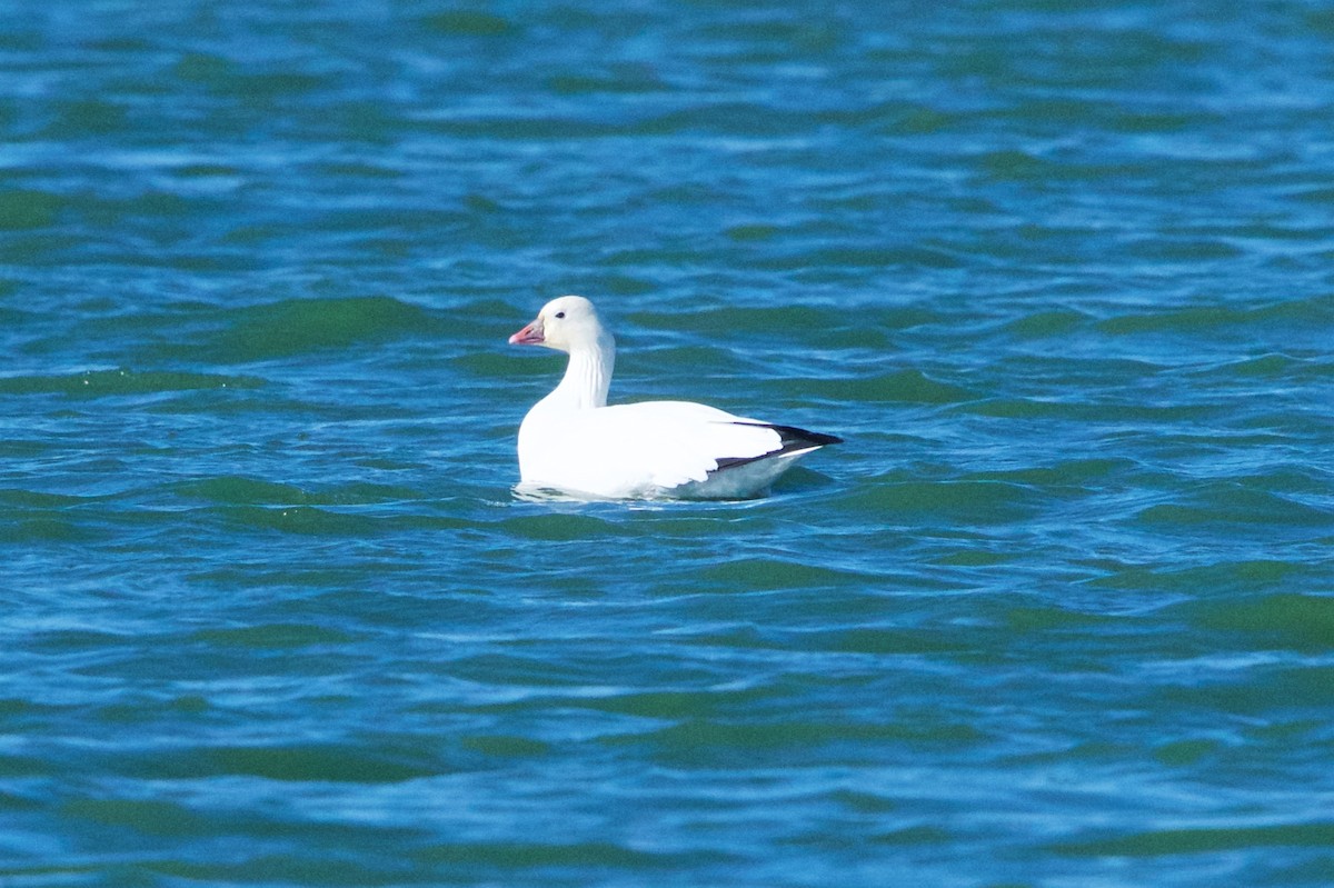 Ross's Goose - ML126247231