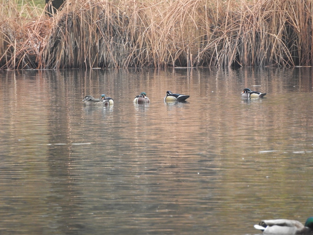 Wood Duck - Peter Olsoy