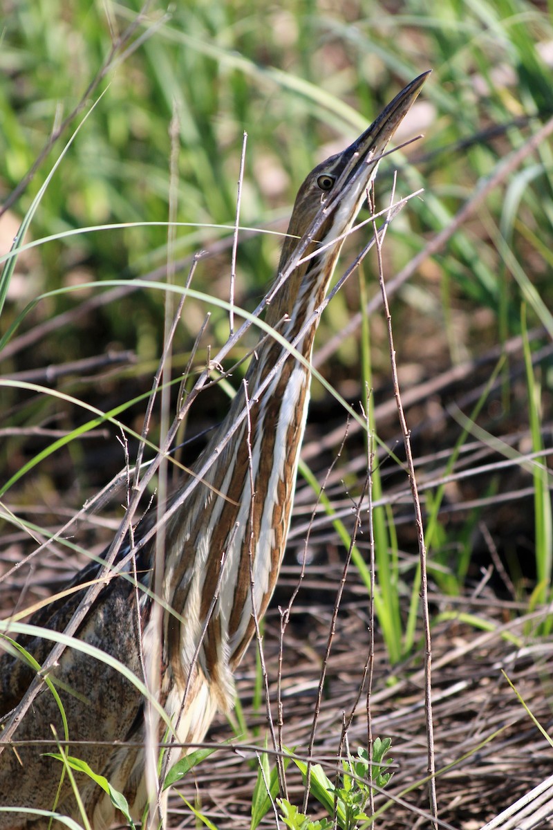 American Bittern - Karen McGee